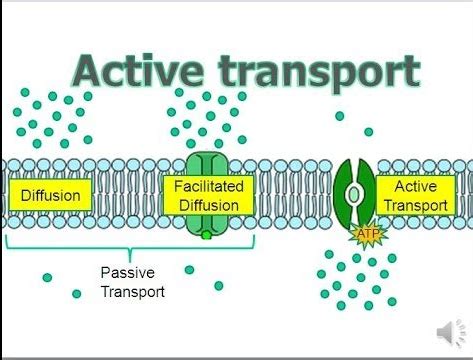 The movement of small molecules from a higher concentration to an area of lower concentration. . Active transport quizlet